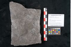 Foto (Objekt + Etikett) von Calamites communis Ettingshausen (NHMW-GEO-2024-0188-10981)